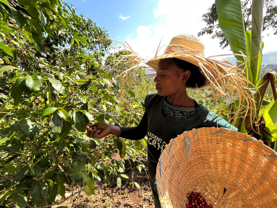 Ethiopia - Sidama Betibiroti