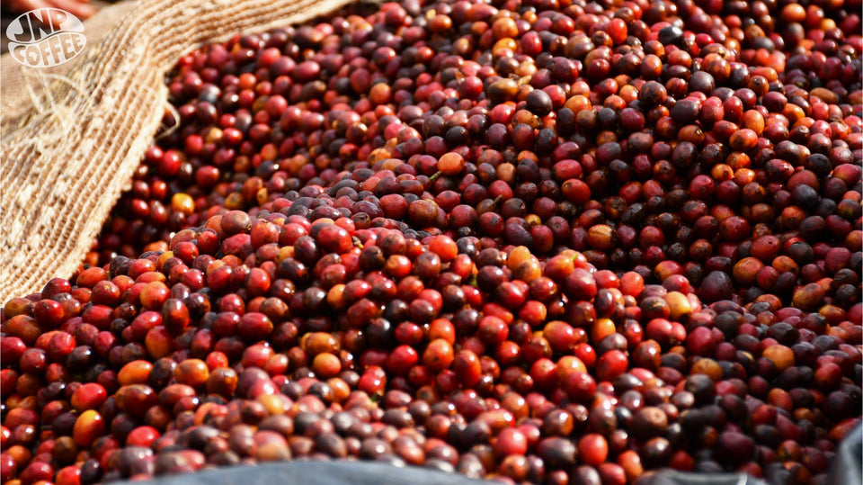 Burundi - Hafi Natural