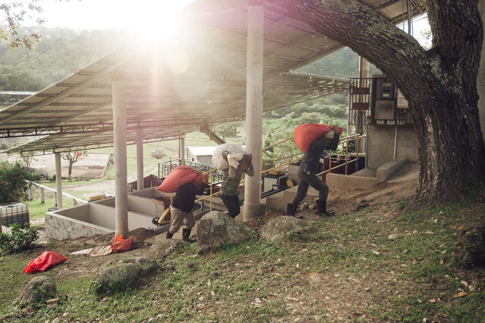 Honduras: Washed