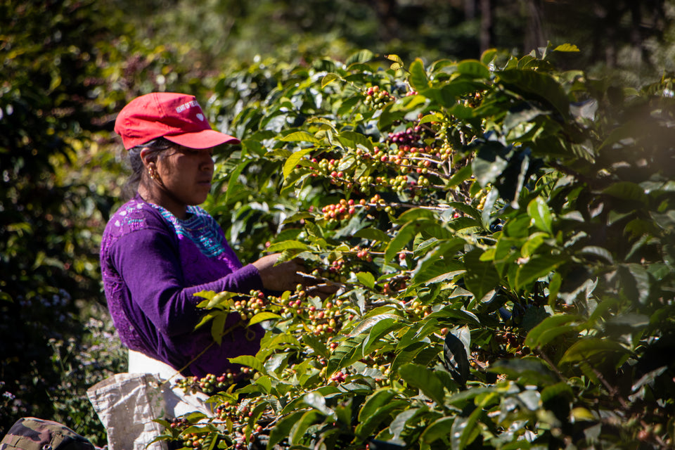 Guatemala Finca La Hermosa : Organic Washed Reserve