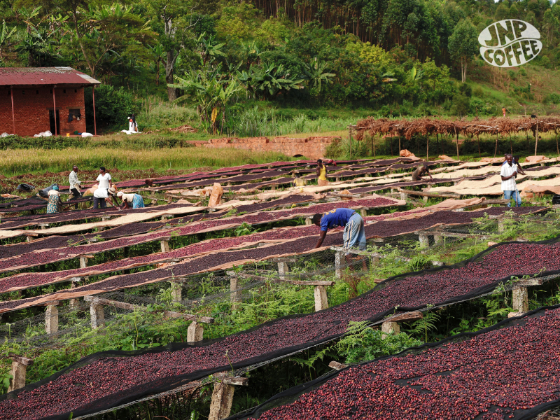 Burundi - Ntwari Natural